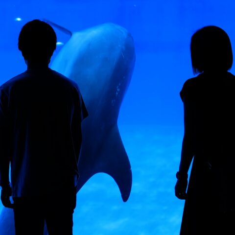【真夏の婚活デート】涼しくて快適！おすすめデートスポット４選